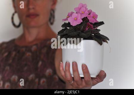 Une photo en studio d'une plante de maison rose de violet africain (Saintpaulia sp.) dans un pot de plante blanche, tenue par une femelle, sur fond blanc. Banque D'Images