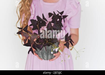 Une photo studio d'une jeune fille en robe violette tenant une plante en pot Oxalis triangularis sur fond blanc. Banque D'Images