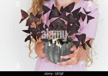 Une photo studio d'une jeune fille en robe violette tenant une plante en pot Oxalis triangularis sur fond blanc. Banque D'Images