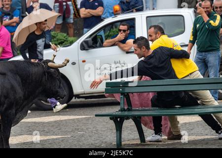 Les participants goûtent un taureau qui fait rage au cours d'une tourada un corda, également appelé taureau-sur-une-corde au festival de Sanjoaninas, 24 juin 2022 à Angra do Heroísmo, île de Terceira, Açores, Portugal. Lors de l'événement azoréen unique, un taureau attaché à une longue corde se détache tandis que les participants tentent de distraire ou de courir du taureau. Credit: Planetpix/Alamy Live News Banque D'Images