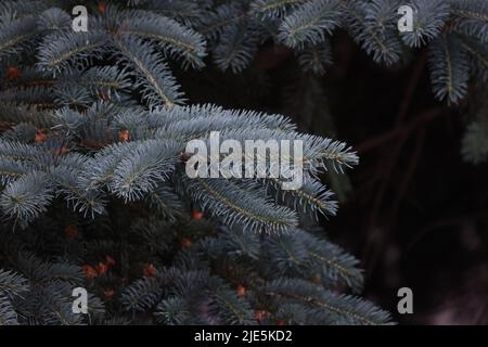 De belles branches de sapin sur fond sombre Banque D'Images