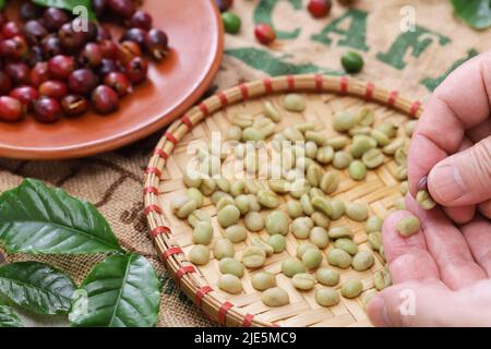éplucher les grains de café crus des cerises de café Banque D'Images