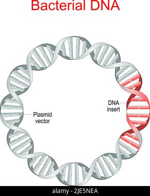 ADN bactérien. Plasmide est une petite molécule d'ADN extrachromosomique. Vecteur plasmidique, insertion de séquences d'ADN recombinantes. Génie génétique. Antibiotique Illustration de Vecteur