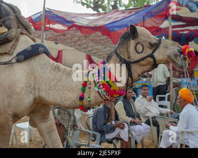 Pushkar, Rajasthan / Inde - 5 novembre 2019 : visage de chameau décoré gros plan photo dans le village rural du désert indien Banque D'Images