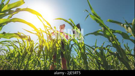 Un jeune agronome examine les épis de maïs sur les terres agricoles. Agriculteur dans un champ de maïs par une journée ensoleillée Banque D'Images