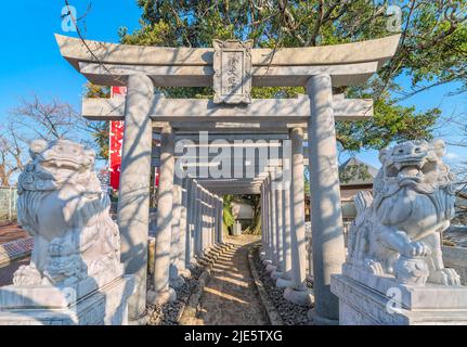 nagasaki, kyushu - décembre 14 2021 : statues en marbre de lions de komainu devant un tunnel d'une douzaine de portes de torii menant au K bouddhiste japonais Banque D'Images