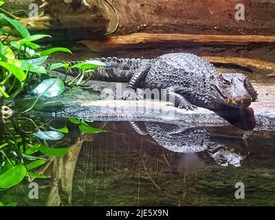 Un caïman spectaculaire au zoo de Chester. Chester, Royaume-Uni. Banque D'Images