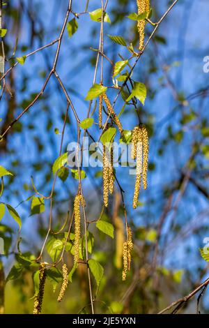 chatons de bouleau pendant la floraison au printemps, détails de l'arbre de bouleau pendant la saison de printemps par temps ensoleillé Banque D'Images