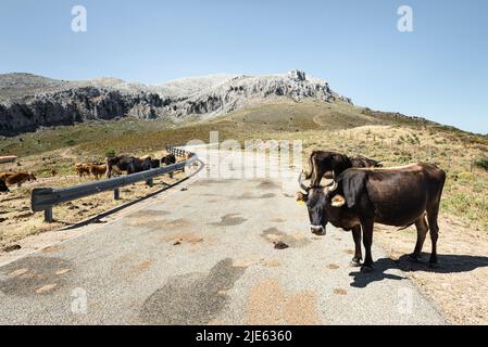 Vaches debout au soleil de midi sur la route le long de la chaîne sauvage de montagnes karstiques de Monte Albo, Baronia, Sardaigne, Italie Banque D'Images