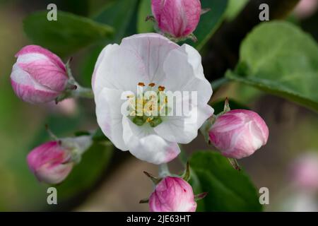 Fleurs sur une branche de pommier dans le jardin au printemps. Banque D'Images