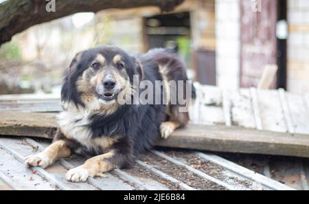 Le grand chien mestizo noir se trouve dans la cour en été. Portrait d'un chien de race en plein air dans la nature Banque D'Images