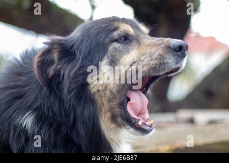 Le grand chien mestizo noir se trouve dans la cour en été. Portrait d'un chien de race en plein air dans la nature Banque D'Images