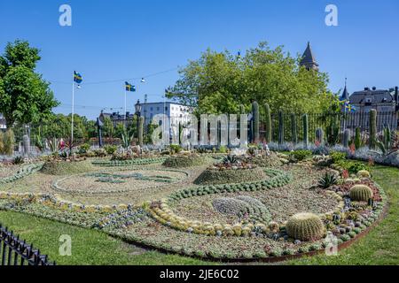 Le célèbre groupe de cactus du parc Carl Johans à Norrkoping, en Suède. Le groupe est une tradition annuelle depuis 1926 et se compose de 25 mille plantes. Banque D'Images