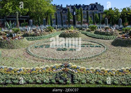 Le célèbre groupe de cactus du parc Carl Johans à Norrkoping, en Suède. Le groupe est une tradition annuelle depuis 1926 et se compose de 25 mille plantes. Banque D'Images