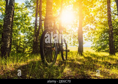 Vélo de montagne pendu sur un arbre à côté d'une belle forêt verte avec le soleil qui brille à travers les arbres. Banque D'Images