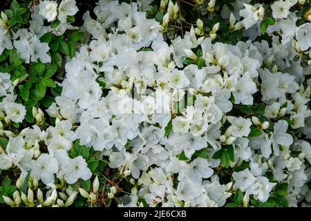 Azalée blanche en fleur qui pousse sur le mur du jardin de la maison au printemps Banque D'Images