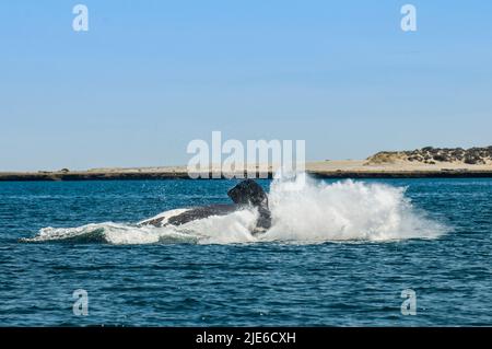 Saut de baleine à droite, péninsule Valdes, Patagonie, Argentine. Banque D'Images