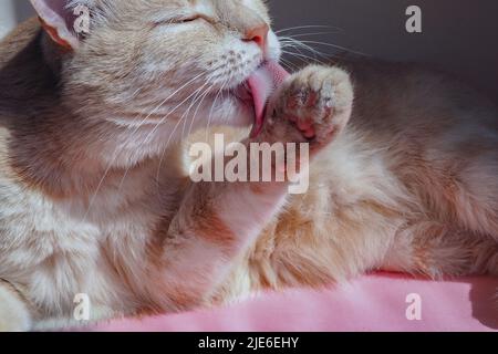 Le chat léche la patte. Gros plan Red Cat. Le concept de soins pour animaux de compagnie Banque D'Images