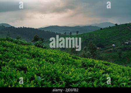 Une vue au lever du soleil sur Ooty avec des plantations de thé avec ciel nuageux Banque D'Images