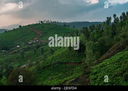 Une vue au lever du soleil sur Ooty avec des plantations de thé avec ciel nuageux Banque D'Images