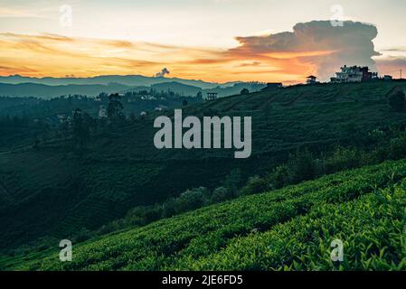 Une vue au lever du soleil sur Ooty avec des plantations de thé avec ciel nuageux Banque D'Images