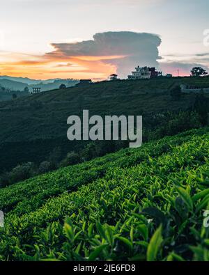 Une vue au lever du soleil sur Ooty avec des plantations de thé avec ciel nuageux Banque D'Images