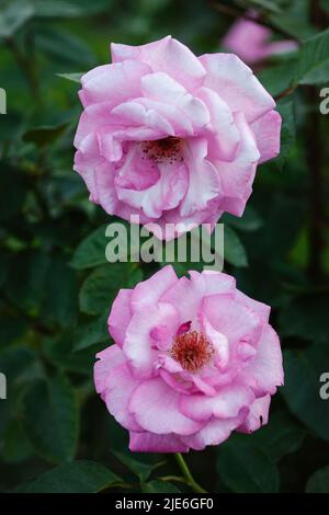 Roses roses dans le jardin, Eliza Kordes, race 2004, belles fleurs à l'extérieur Banque D'Images