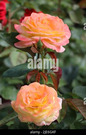 Rose double couleur abricot dans un jardin de roses Banque D'Images