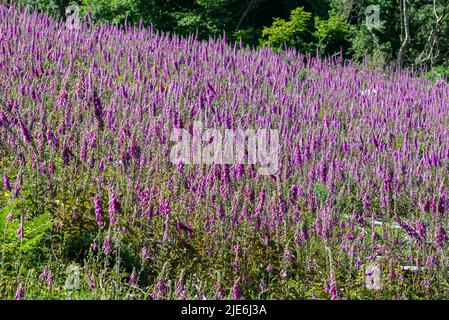 Royaume-Uni, Angleterre, Devonshire, Teign Valley. Foxglove sauvage poussant dans une zone ouverte de foresterie défriée. Banque D'Images