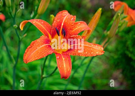 Gros plan du daylis orange, également connu sous le nom de muguet, sur un fond vert flou. Les fleurs de cette plante ne durent qu'un jour. -06 Banque D'Images