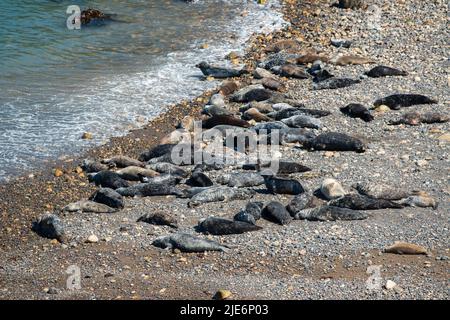 Des phoques gris de l'Atlantique ont été transportés en avril sur North Haven, Skomer Island, Pembrokeshire, pays de Galles, Royaume-Uni Banque D'Images