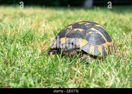 Terre Tortue est assis dans l'herbe photo de gros plan. Portrait de tortue, tête de carapace et de tortue. Banque D'Images