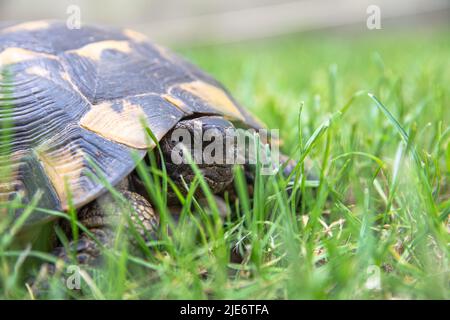 Terre Tortue est assis dans l'herbe photo de gros plan. Portrait de tortue, tête de carapace et de tortue. Banque D'Images