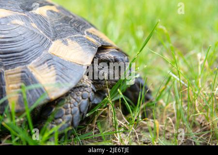 Terre Tortue est assis dans l'herbe photo de gros plan. Portrait de tortue, tête de carapace et de tortue. Banque D'Images