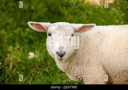 Joli gros plan de mouton avec de l'herbe verte derrière Banque D'Images