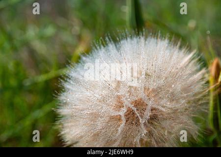 Pissenlit Taraxacum Tragopogon gros plan. Photo macro d'un pissenlit moelleux par une journée ensoleillée. Belle texture de pissenlit mûr Banque D'Images