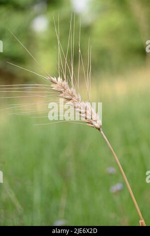 gros plan sur la plante mûre de point de blé brun jaune qui pousse avec des grains dans le champ de ferme, foyer doux, fond vert-brun naturel. Banque D'Images