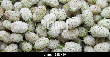 Mûrier blanc frais. (Morus alba) gros plan panoramique. Fruits biologiques d'été. Fond mûrier Banque D'Images