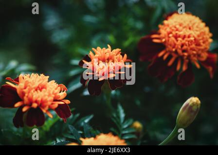 Tiger Eyes Marigold est un marigold français avec deux fleurs de rouge profond et de couleurs orange Banque D'Images