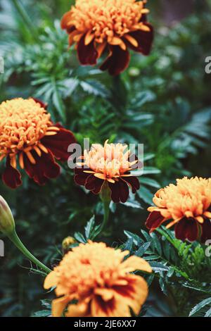 Yeux de tigre marigold français avec doubles fleurs de rouge foncé et de jaune vif dans le jardin Banque D'Images