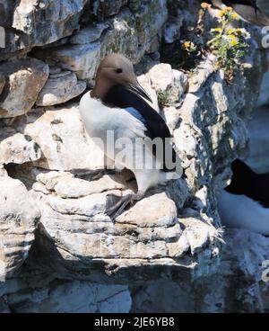 Guillemot au RSPB Bempton Cliffs Yorkshire Banque D'Images