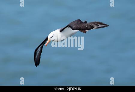 L'emblématique Albatros brun noir de Bempton Cliffs Yorkshire Banque D'Images