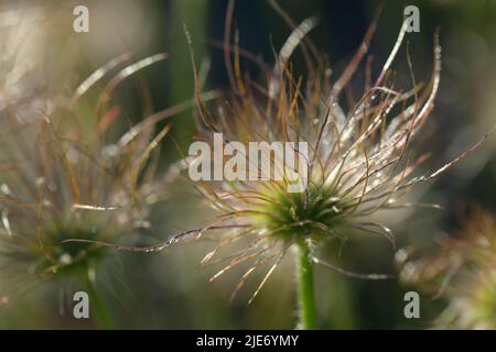 Plantes à fructifier Pulsatilla violacea, fleur de pasque violette Banque D'Images