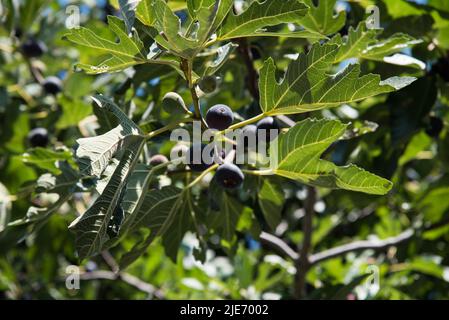 Figues fruits. Figues sur la branche avec les feuilles vertes. Photo de haute qualité Banque D'Images