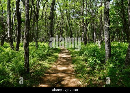 Sentier de randonnée à travers les bois dans le parc national de Shenandoah Banque D'Images