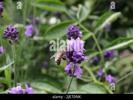 l'abeille pollinise les fleurs de lavande. Pourriture des plantes par les insectes. Fleurs de lavande dans le jardin. Mise au point douce, arrière-plan flou. Une abeille pollinise la Banque D'Images