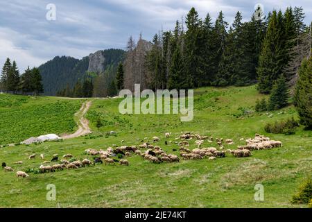 Troupeau de moutons moelleux affamés sur un pré de printemps vert à flanc de colline, sur fond de montagnes de Rhodope et de rochers avec forêt dense d'épinette à feuilles persistantes Banque D'Images