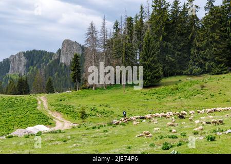 Troupeau de moutons moelleux affamés sur un pré de printemps vert à flanc de colline, sur fond de montagnes de Rhodope et de rochers avec forêt dense d'épinette à feuilles persistantes Banque D'Images