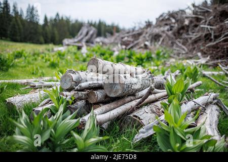 De vieilles billes sèches et de nombreuses petites branches fines cassées se trouvent sur une épaisse herbe à ressort verte dans la forêt industrielle de montagne d'épinette Banque D'Images