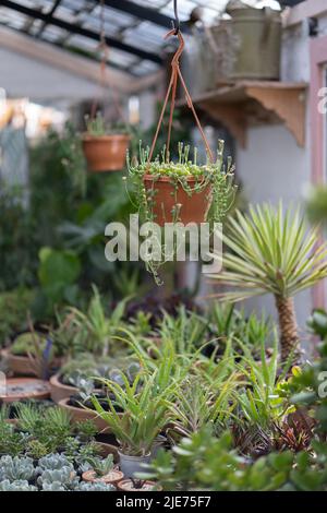 Magasin d'usine confortable avec plantes suspendues. Maison studio de design floral. Petite entreprise, jardin de pépinière. Banque D'Images